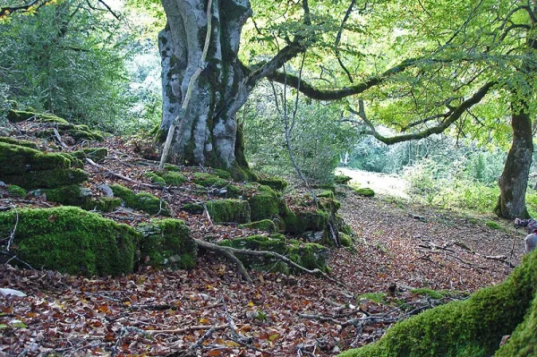 Robledal de Orgi